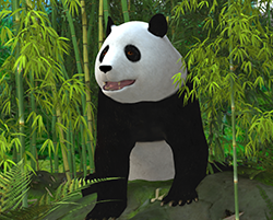 Panda
